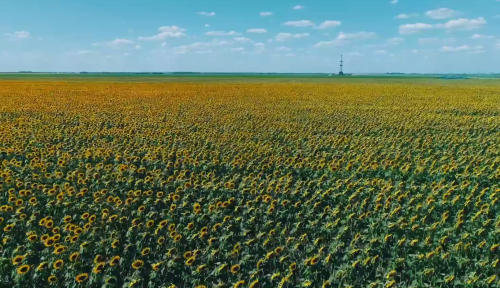 Ташлинские нефтяники добыли 13-миллионную тонну нефти