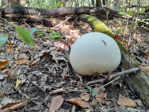 В Бузулукском бору обнаружили гриб-головач или дождевик гигантский