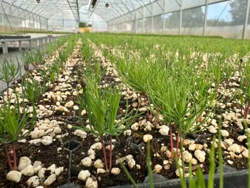 В лесопитомнике Бузулукского бора растёт почти 150 тысяч сосен и елей