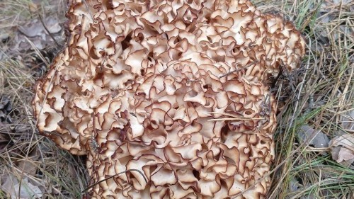 В Бузулукском лесу обнаружили грибную капусту