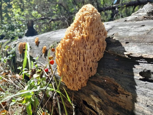 В Бузулуском бору показали небычные грибы В Бузулуском бору показали небычные грибы