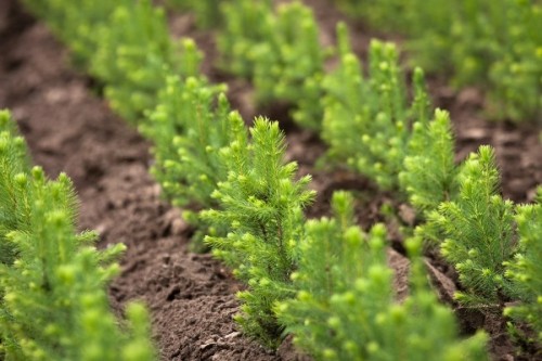 В Оренбуржье доконца года планируется высадить тысячу гектар лесонасаждений