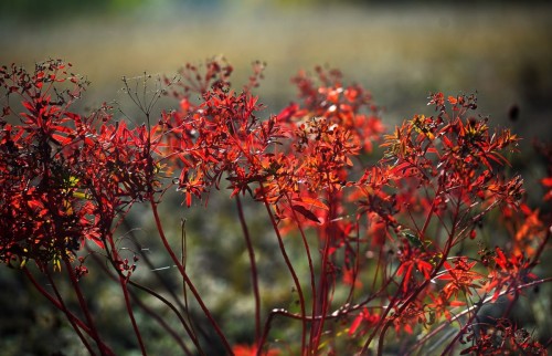 Бабье лето не спешит покидать Оренбуржье Бабье лето не спешит покидать Оренбуржье