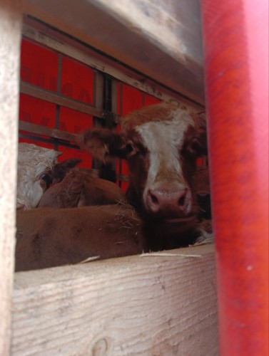 В Оренбуржье поместили на карантин 111 коров с пензенскими документами