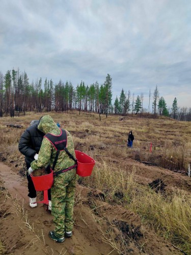 В Бузулукском бору посадили 270 тысяч сеянцев сосны