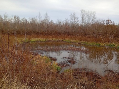 Бобры в Бузулукском бору завершают свои осенние дела