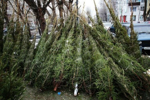 В Оренбурге в этом году откроется 17 ёлочных базаров