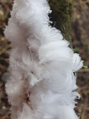 В Бузулукском бору зафиксировали необычное природное явление — «ледяные волосы»