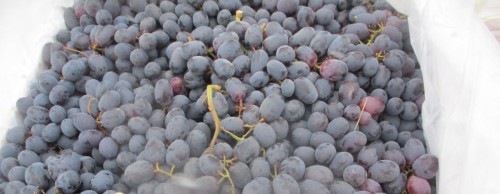 В Оренбуржье предотвращен ввоз более 19 тонн винограда из Узбекистана