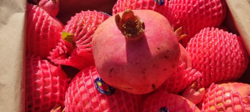 В Оренбуржье предотвратили ввоз более 19 тонн заражённых гранатов