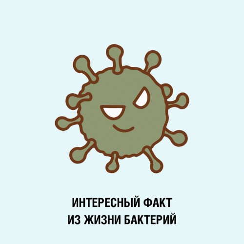 Роспотребнадзор: за сутки из одной бактерии образуется 8 миллионов «сородичей»