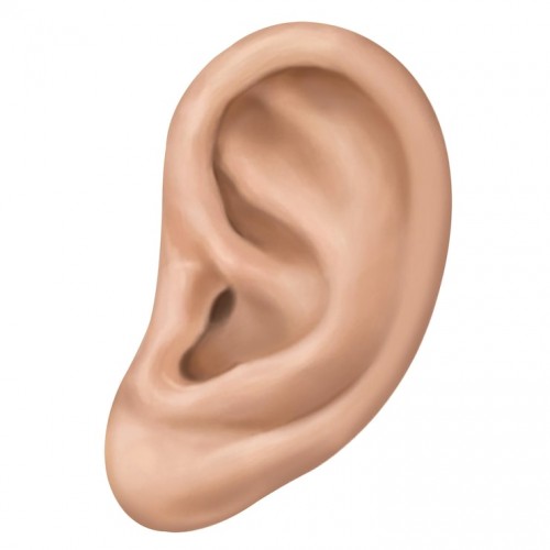 В Бугуруслане к ответственности привлечен местный житель за укус родственницы за ухо В Бугуруслане к ответственности привлечен местный житель за укус родственницы за ухо