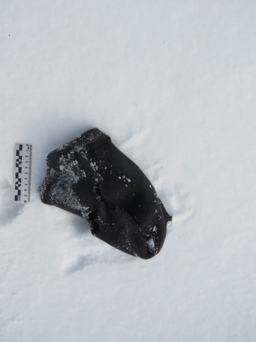 В Оренбуржье служебная собака помогла задержать подозреваемого в разбойном нападении В Оренбуржье служебная собака помогла задержать подозреваемого в разбойном нападении