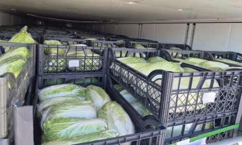 В Оренбуржье забраковали 14 тонн пекинской капусты