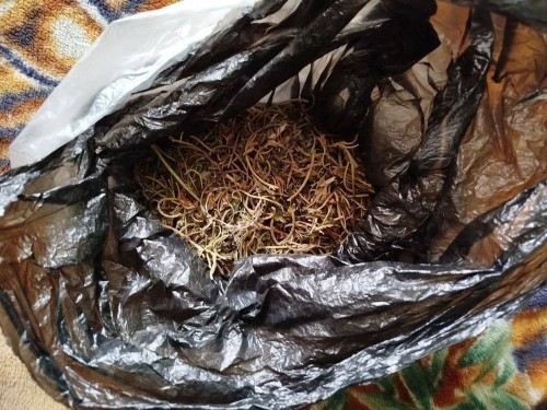 В Бугуруслане 60-летний житель хранил дома 440 граммов марихуаны В Бугуруслане 60-летний житель хранил дома 440 граммов марихуаны