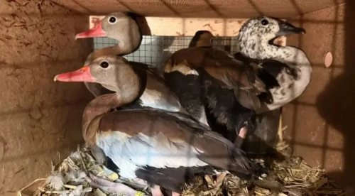 На границе Оренбуржья остановили более ста экзотических птиц без необходимых документов