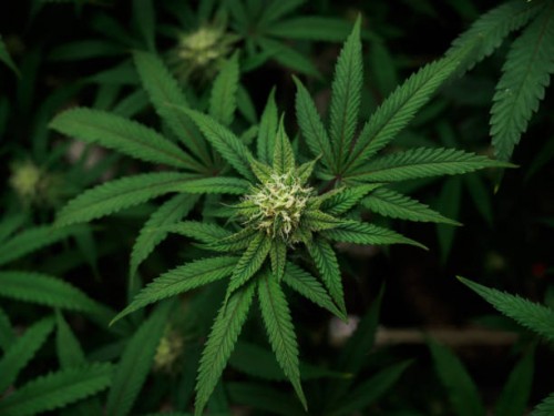 Полицейские Сорочинска изъяли у 60-летней местной жительницы наркотическое средство