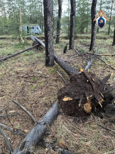 В Оренбуржье электромонтер погиб из-за падения дерева