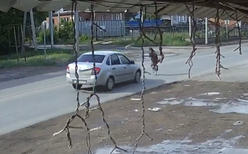 В Бугурусланском районе девочка выбежала на дорогу перед автомобилем В Бугурусланском районе девочка выбежала на дорогу перед автомобилем