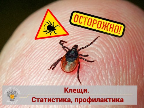 В Оренбуржье у 4 клещей обнаружили энцефалит