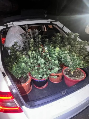 В Орске у местного жителя обнаружили в гараже 39 горшков с коноплёй