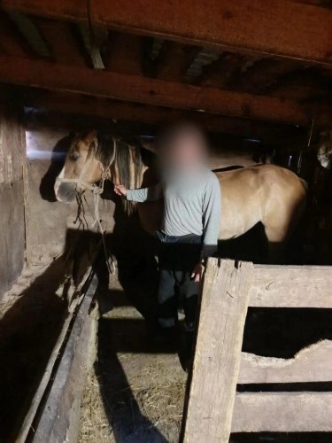 Полицейские Октябрьского района вернули похищенную лошадь владельцу