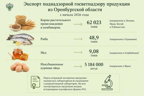 Из Оренбуржья отправили в Ирак 5,2 млн инкубационных куриных яиц