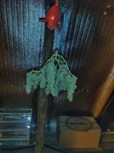 Абдулинские полицейские изъяли марихуану у местного жителя