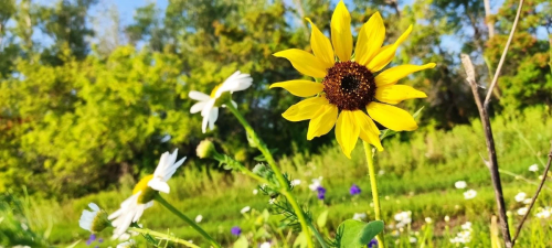 Жара до +37 °C: прогноз погоды в Оренбуржье Жара до +37 °C: прогноз погоды в Оренбуржье