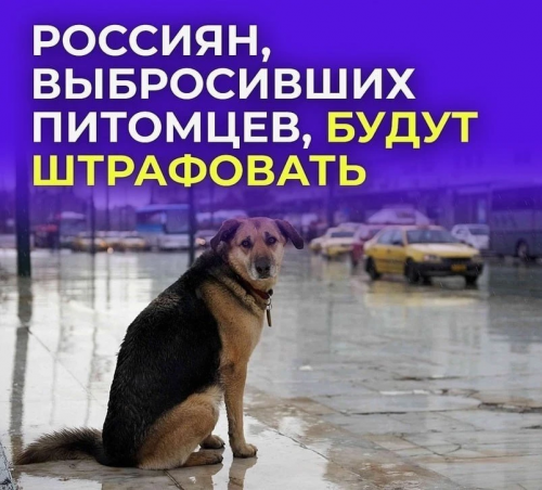 В Оренбурге предложили штрафовать до 50 тысяч рублей за выброшенных животных