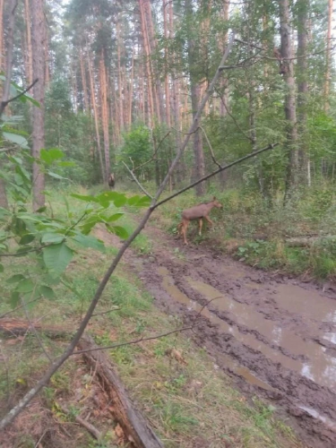 Семейство лосей попало в объектив госинспекторов в Бузулукском бору Семейство лосей попало в объектив госинспекторов в Бузулукском бору