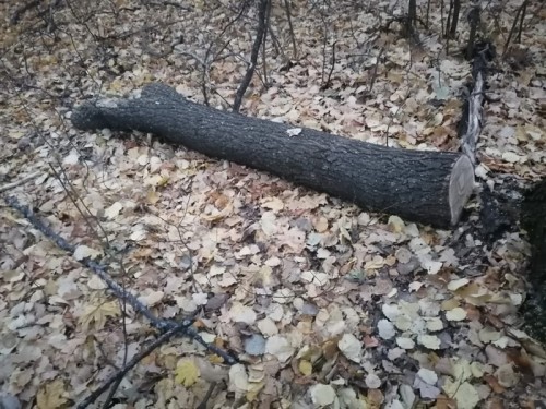 Безработный житель Абдулинского района незаконно срубил два дуба 