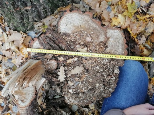 Безработный житель Абдулинского района незаконно срубил два дуба Безработный житель Абдулинского района незаконно срубил два дуба