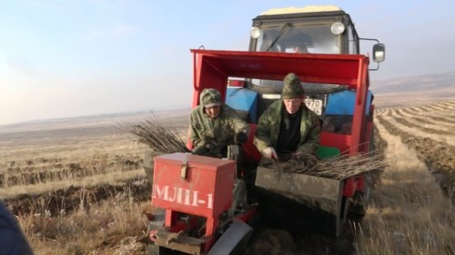 В Оренбуржье создают искусственные леса