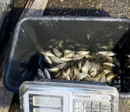 Сорочинское водохранилище пополнилось сотнями мальков сазана