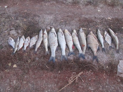 Сотрудники ОГИБДД ОМВД России по Саракташскому району задержали браконьеров Сотрудники ОГИБДД ОМВД России по Саракташскому району задержали браконьеров