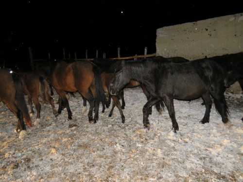 Сотрудниками полиции Кваркенского района вернули хозяину 25 голов лошадей