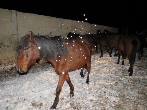 Сотрудниками полиции Кваркенского района вернули хозяину 25 голов лошадей