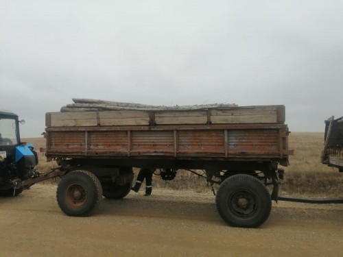 В Акбулакском районе вырубили 96 деревьев породы «Ольха черная»