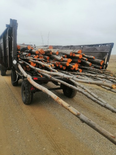 В Акбулакском районе вырубили 96 деревьев породы «Ольха черная»