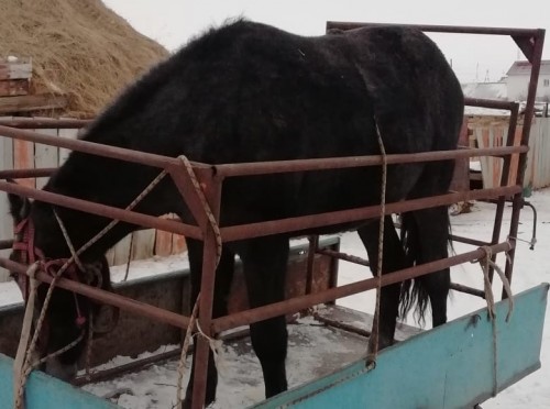 Новоорские полицейские вернули хозяину похищенного в августе жеребца Новоорские полицейские вернули хозяину похищенного в августе жеребца