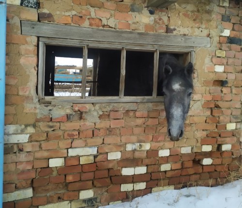 Новоорские полицейские вернули хозяину похищенного в августе жеребца Новоорские полицейские вернули хозяину похищенного в августе жеребца