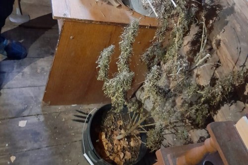 В Северном у местного жителя изъяли около 400 грамм марихуаны