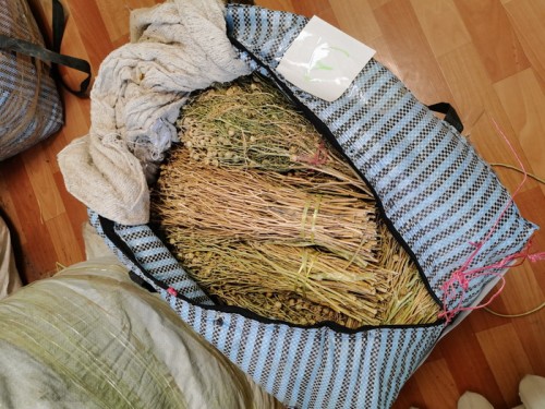 Из Казахстана в область пытались ввезти 64 наркотического растения гармалу