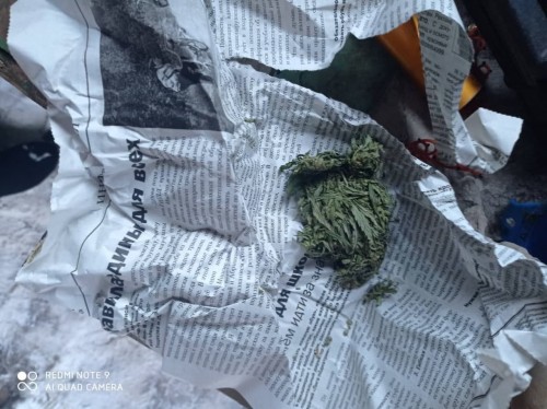 У жителя Грачевского района изъяли более 300 грамм марихуаны