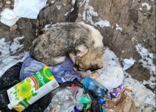 Прокурор области начал проверку факту жестокого обращения с животным