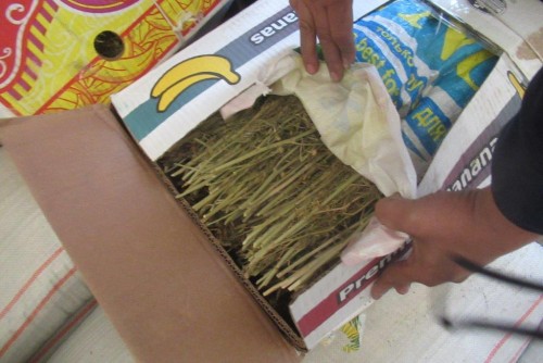 В Россию из Казахстана пытались ввезти 27,7 кг травы гармала В Россию из Казахстана пытались ввезти 27,7 кг травы гармала