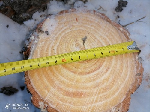 Полицейские Курманаевского района выявили факт незаконной вырубки хвойных пород дерева