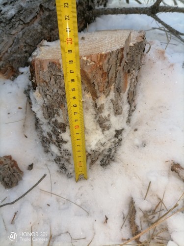 Полицейские Курманаевского района выявили факт незаконной вырубки хвойных пород дерева