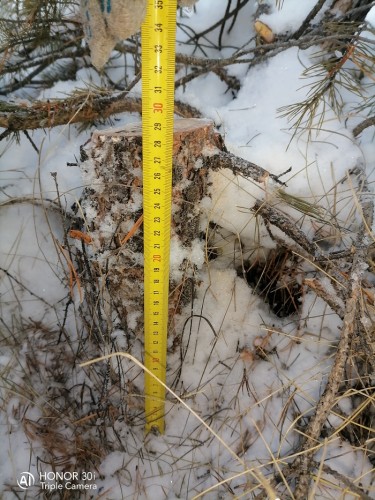 Полицейские Курманаевского района выявили факт незаконной вырубки хвойных пород дерева